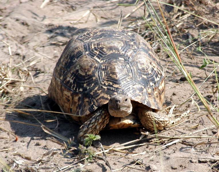 Leopard tortoise