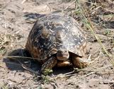 Leopard Tortoise