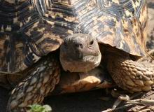 Leopard Tortoise