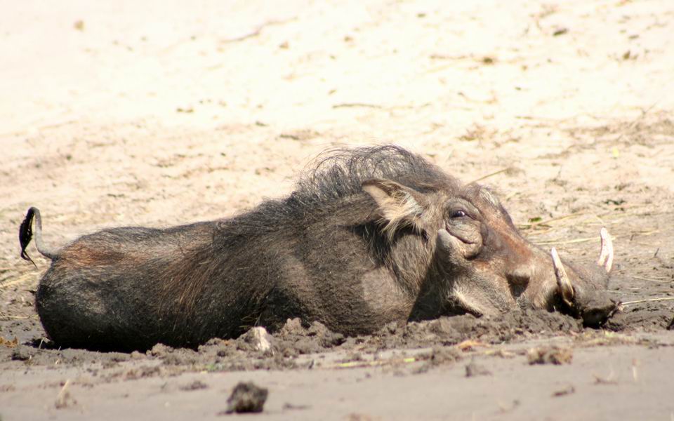 Warthog