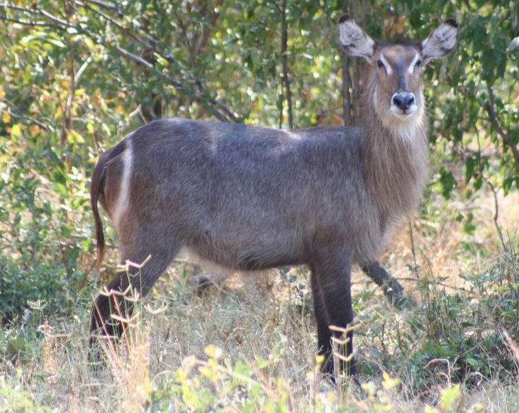 Waterbuck doe