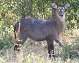 Waterbuck Doe