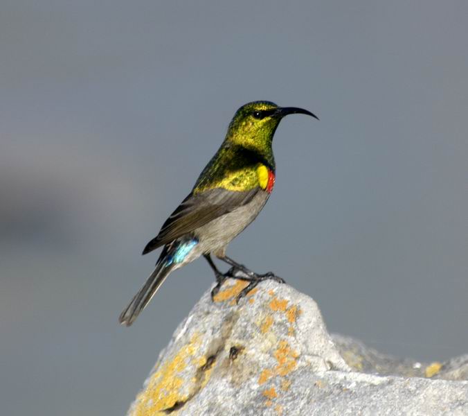 Bee-Eater at Hermanus