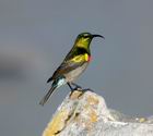 Bee-Eater at Hermanus