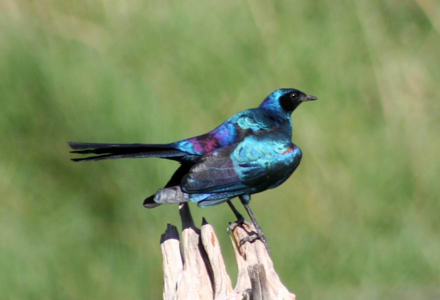Starling
