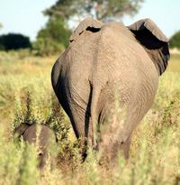 Elephant with baby