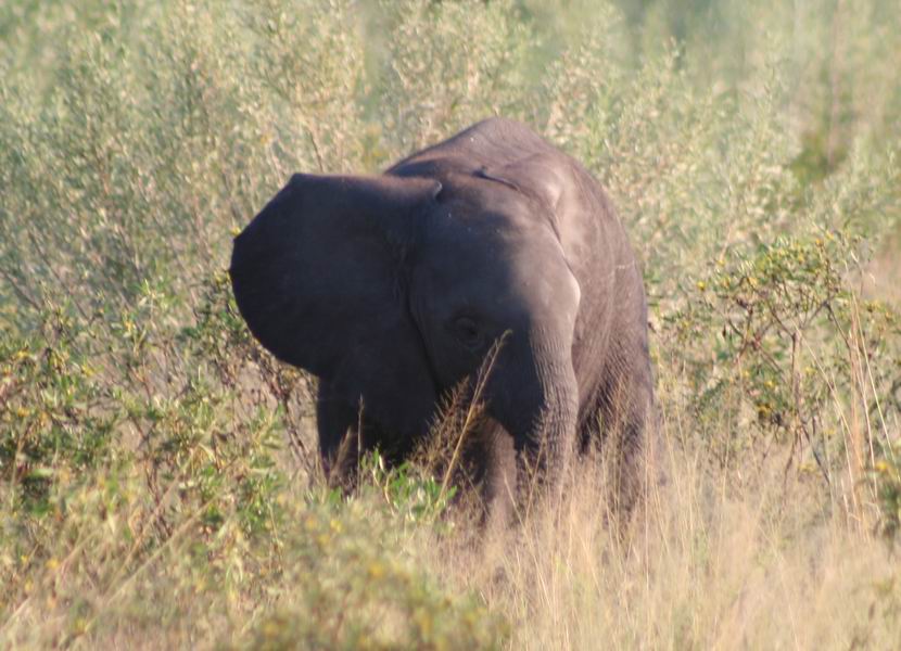 Baby Elephant