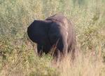 Baby Elephant