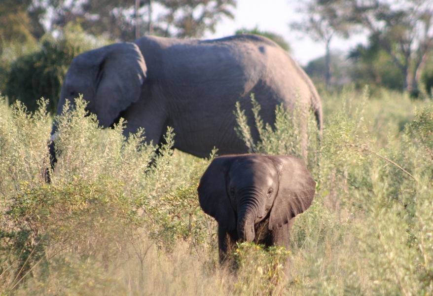 Baby Elephant