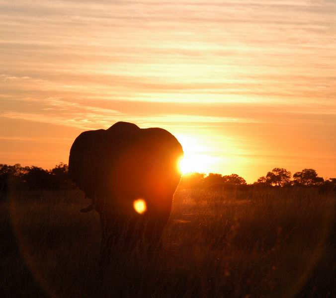 Elephant at sunset