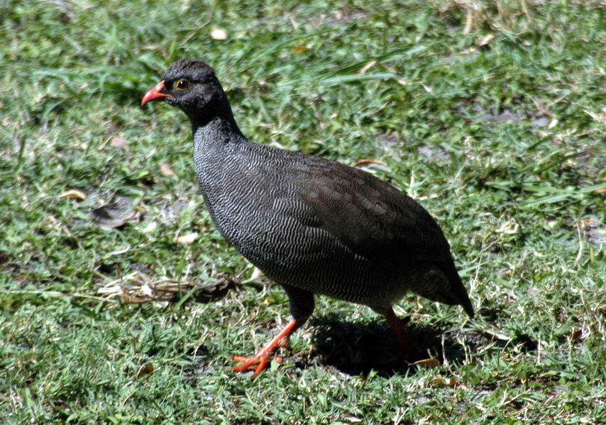 Francolin