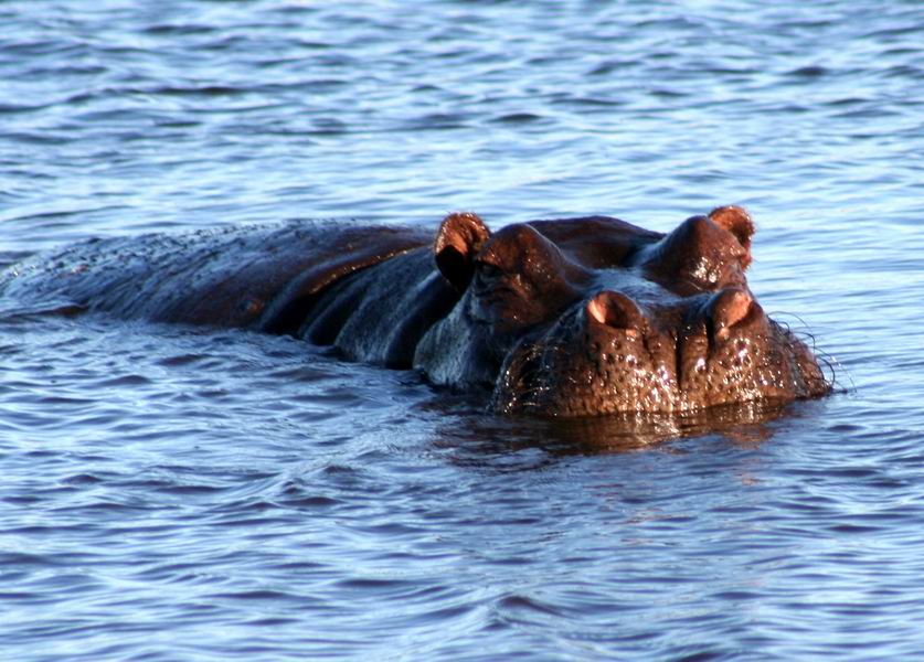 Hippo near the airstrip