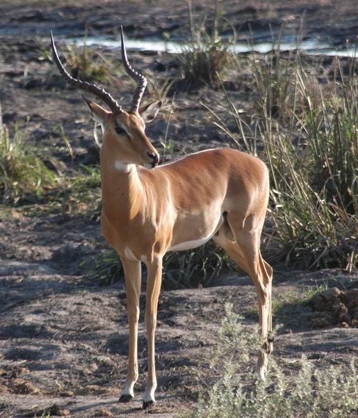 Impala Buck