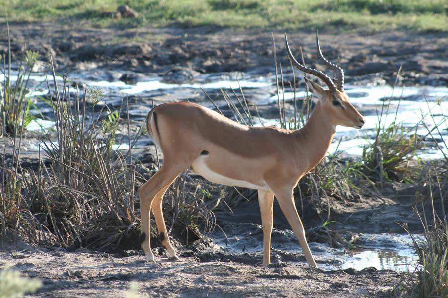 Impala Buck