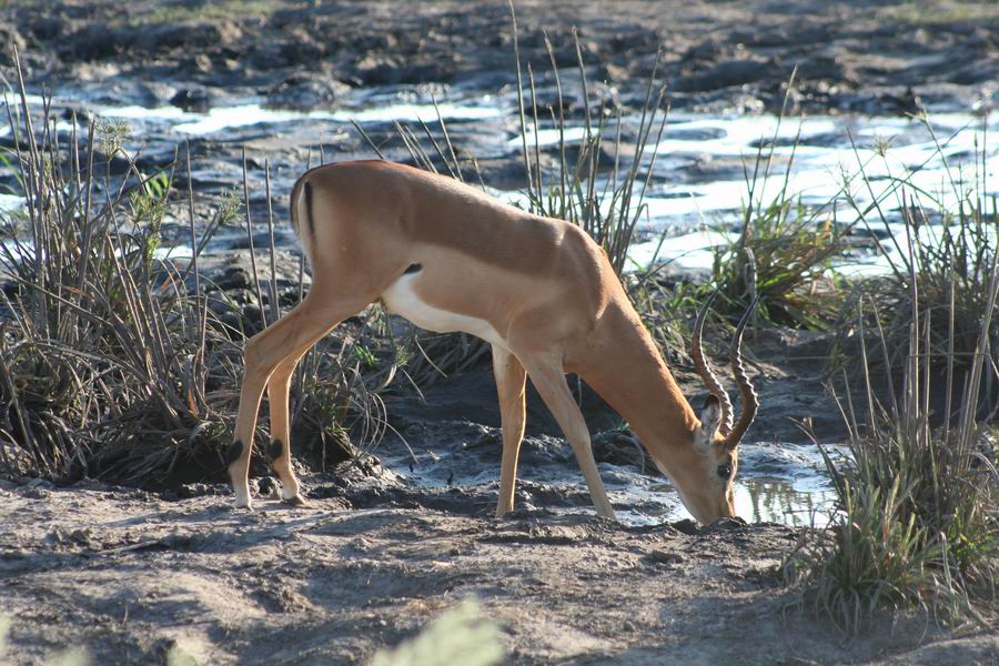 Impala Buck