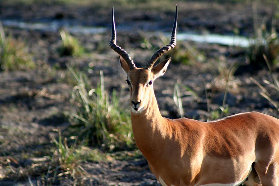 Impala Buck