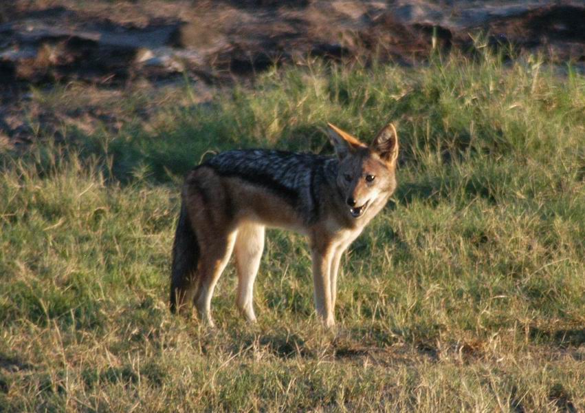 Back Backed Jackal