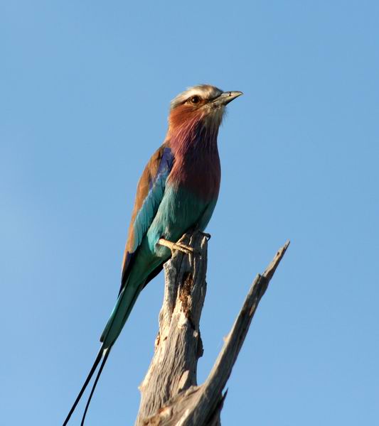 Lilac Breasted Roller