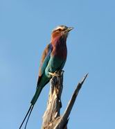 Lilac Breasted Roller