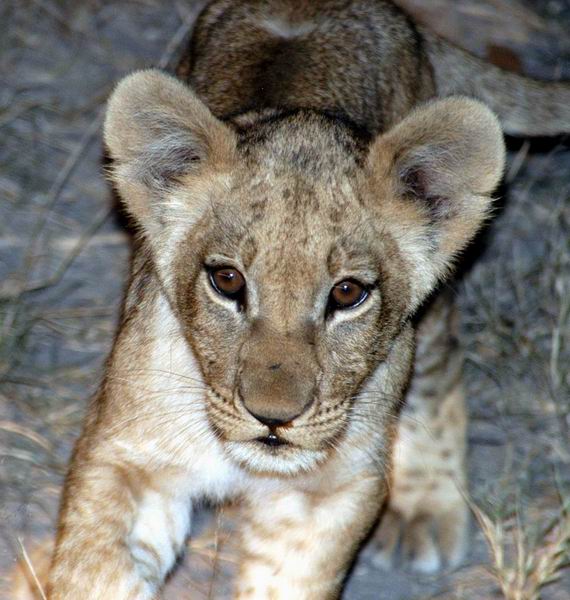 Curious Cub at night