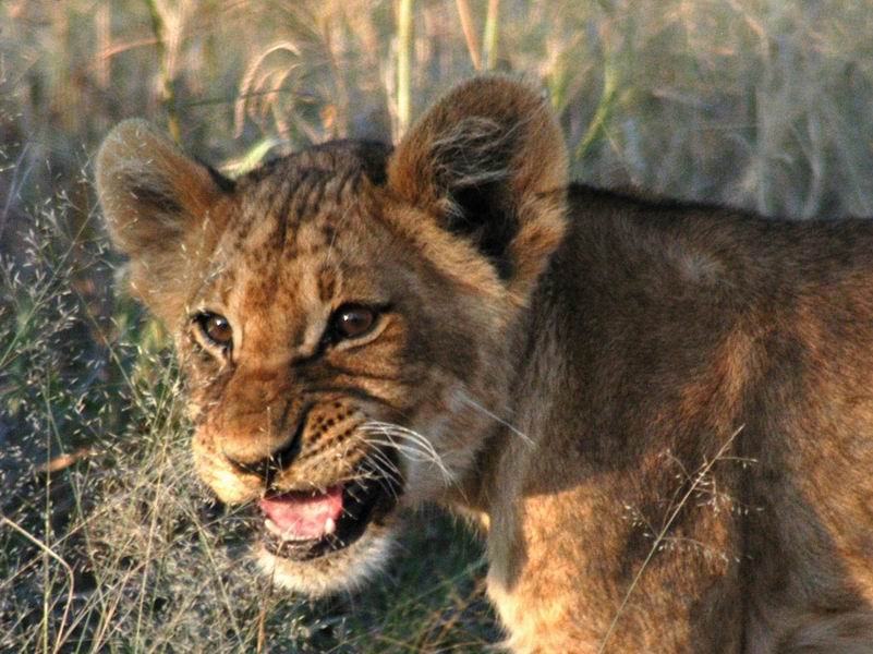 Lion cub on the move