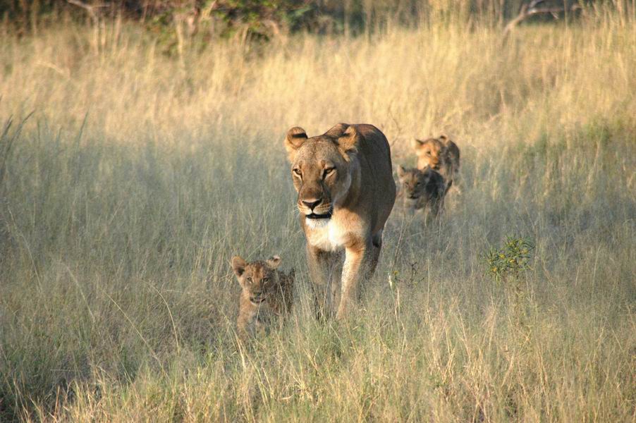 Lioness with cubs