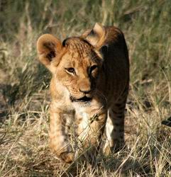 Tired lion cub