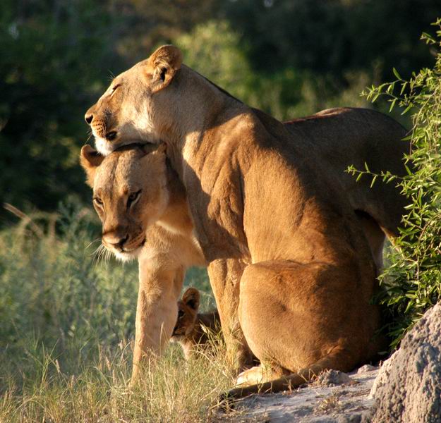 Lionesses