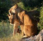 Lionesses