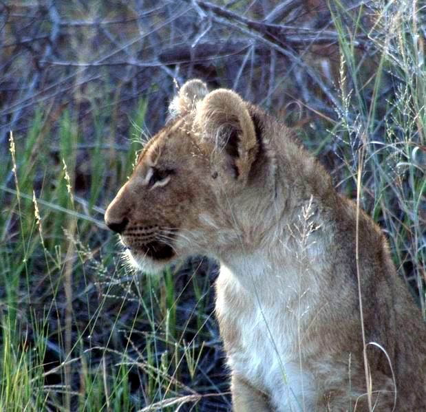 Lion cub