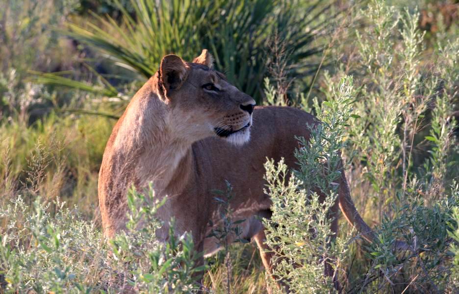 Lioness