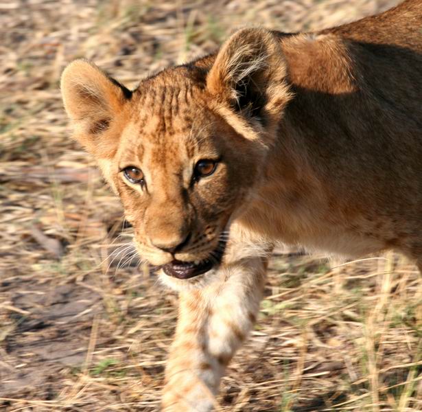 Lion cub