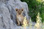 Lion cub