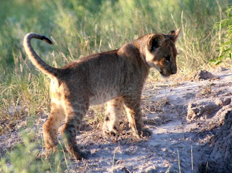 Lion cub