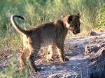 Lion Cub