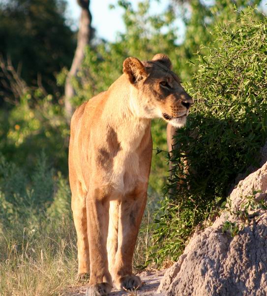 Lioness