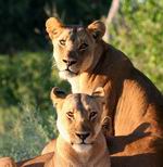 Lionesses