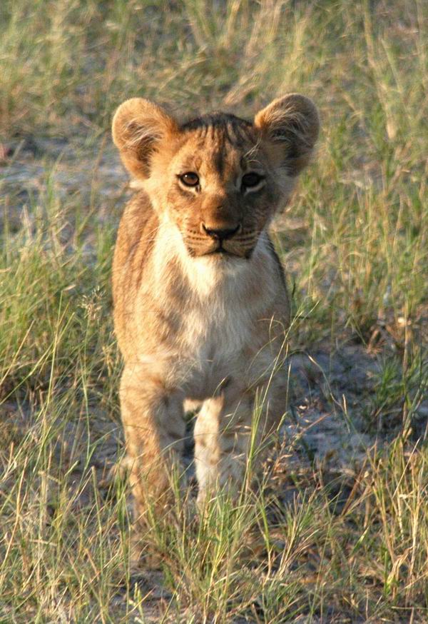 Lion cub