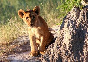 Lion cub