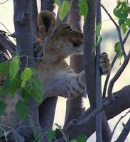 Cubs at play