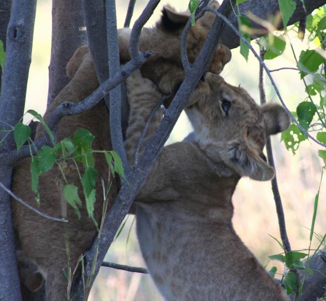 Cubs at play