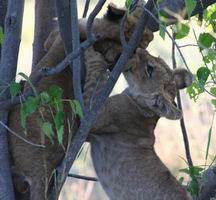 Cubs at Play