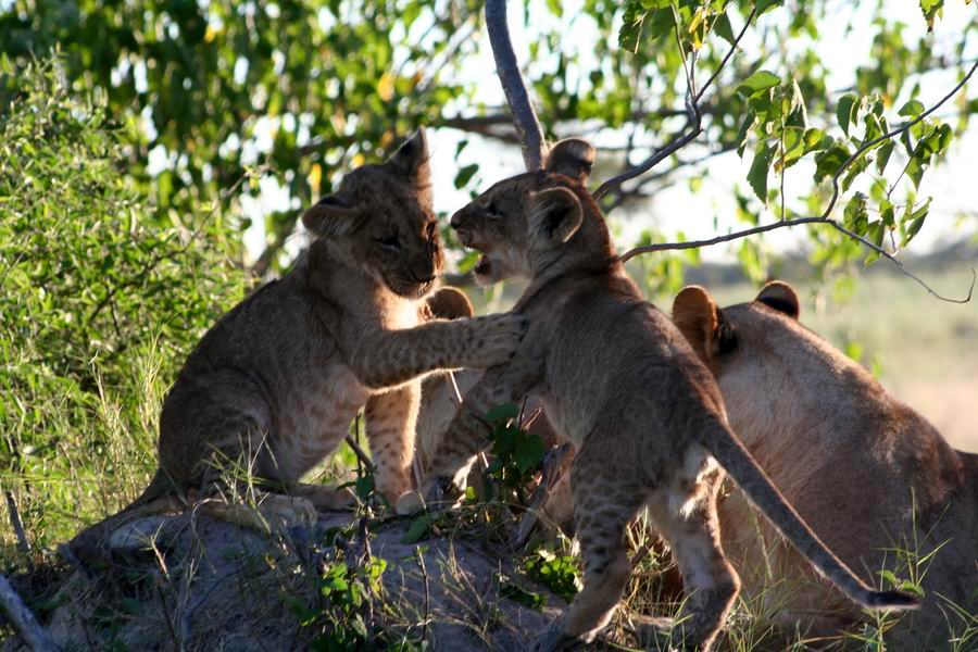 Cubs at play