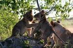 Cubs at play