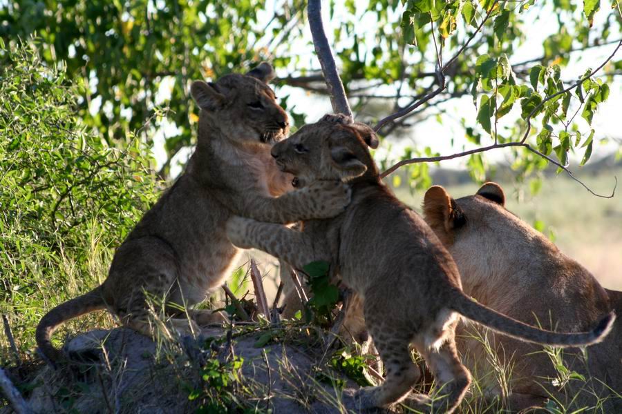 Cubs at play