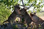 Cubs at play