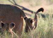 Mom's tail is a good toy!