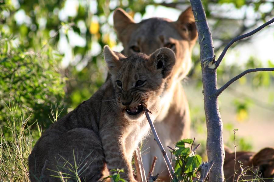 Lion cub