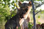 Lion Cub