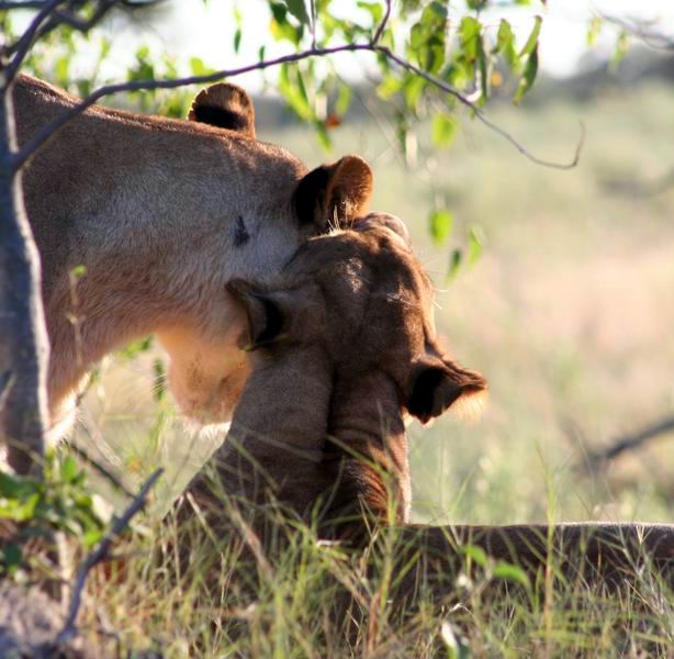 Lionesses